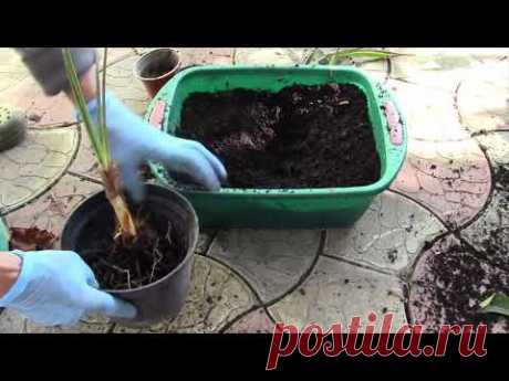 ПАЛЬМА ВАШИГНТОНИЯ ПОПРОСИЛИ РЕАНИМИРОВАТЬ ПАЛЬМОЧКУ