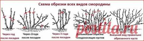 Уход за смородиной после сбора урожая