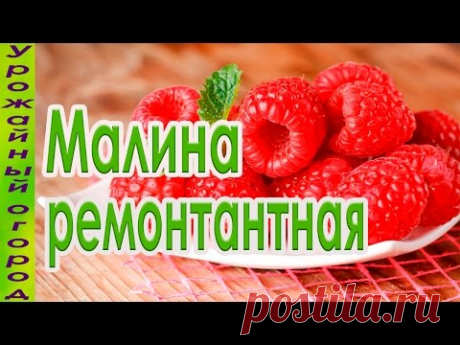 ЛУЧШИЙ СОРТ РЕМОНТАНТНОЙ МАЛИНЫ!!!УРОЖАЙ С СЕРЕДИНЫ ЛЕТА!!!