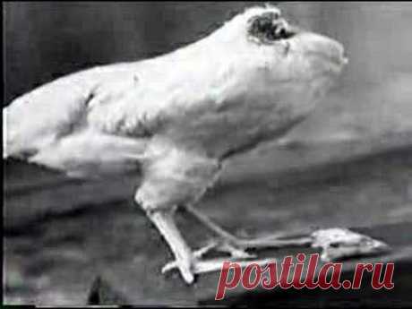 Headless Chicken Lives....ШОК!!вот желание жить побороло смерть!!БОГ бережет тех кто хочет жить!!