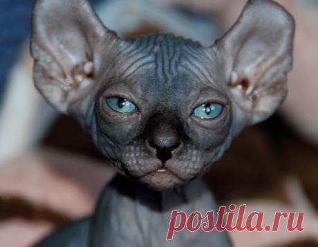 20 самых необычных и дорогих кошек в мире