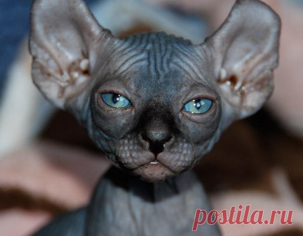 20 самых необычных и дорогих кошек в мире