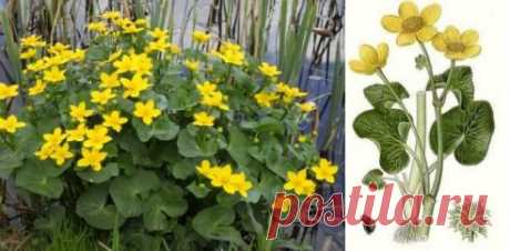 Калужница болотная | Рецепты народной медицины