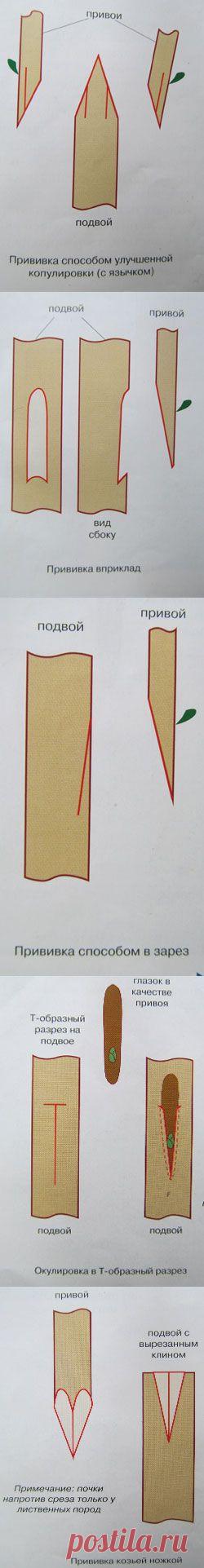 Письмо «сообщение Ирлеза : Штамбовые прививки — красиво, удобно, выгодно (22:53 30-10-2014) [4053934/341792760]» — Ирлеза — Яндекс.Почта