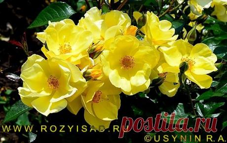 Каталог осень 2014, 2015 г. заказ, саженцы роз почтой: садовые розы для подмосковья, саженцы, фотографии роз, Москва.