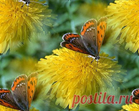 Мила — «40f8883f7b015cd77362621c50812d33.jpg» на Яндекс.Фотках