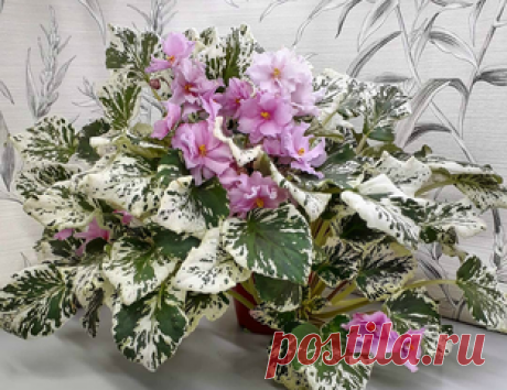 Cherokee Trail (5234) 04/09/1983 (L. Ray) Double pink/white edge. Variegated white and green, pointed. Standard trailer (DAVS 998, TX Hyb)
Стандартный трейлер. Махровые крупные розовые цветы с