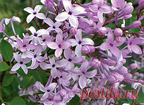 Сирень: сорта с лепестками, листьями и кустами необычной формы.