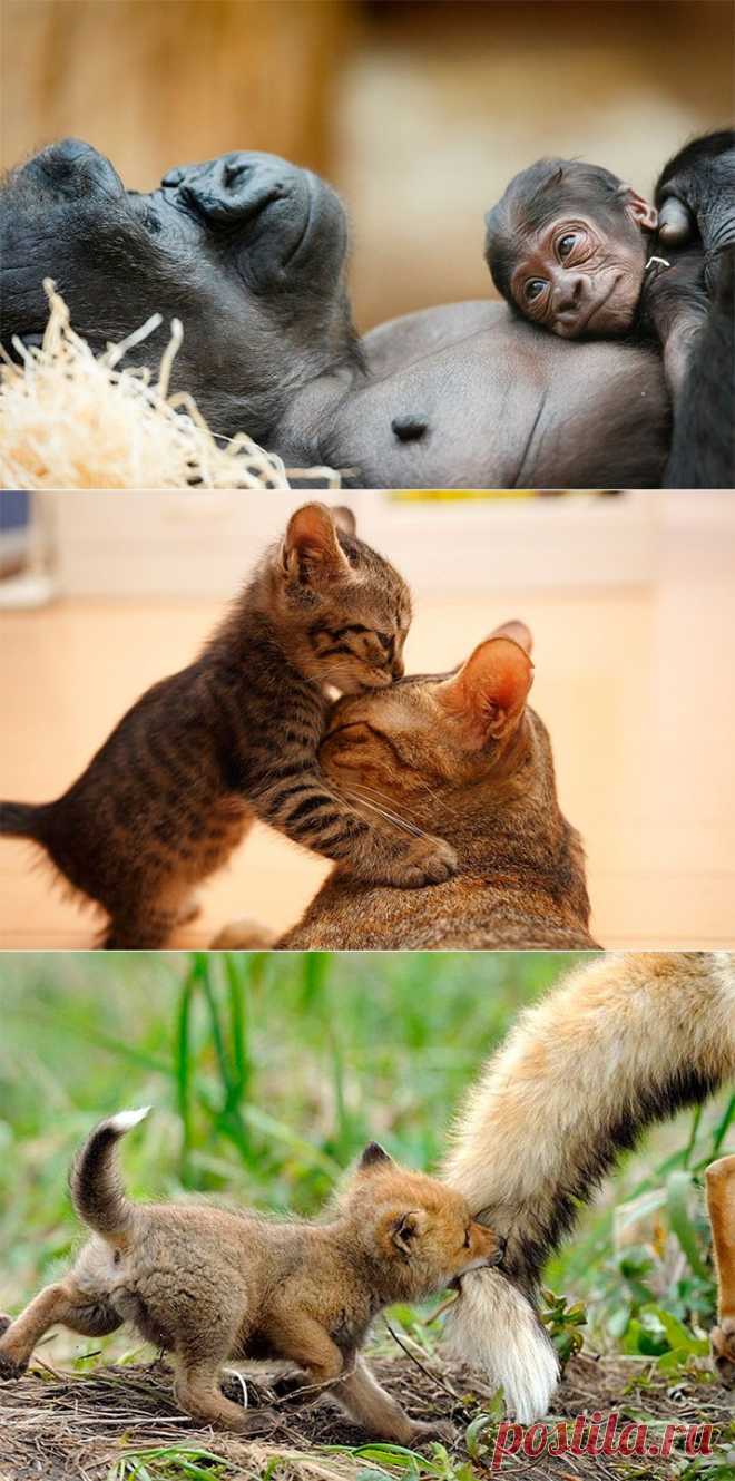 Материнская любовь и забота в животном мире (32 фото)