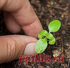 Письмо «❀ Мода в СССР. Платежи в интернете. Пикировка рассады. Блюда за 20 минут. Проросшая картошка. Роспись вазы // Кусочек Постилы к чаю» — Постила — Яндекс.Почта