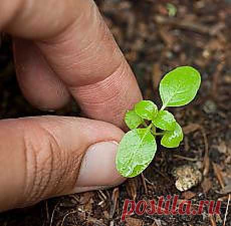 Письмо «❀ Мода в СССР. Платежи в интернете. Пикировка рассады. Блюда за 20 минут. Проросшая картошка. Роспись вазы // Кусочек Постилы к чаю» — Постила — Яндекс.Почта