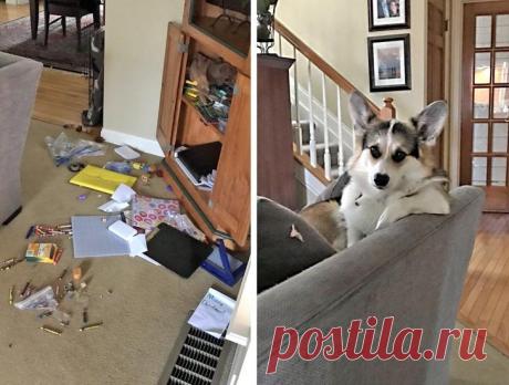 25 животных-шкодников, которых мы любим несмотря ни на что Многим хозяевам, кажется, впору уже писать книги или снимать сериалы о гениальных и очень смешных проделках их питомцев. Украденные мужские трусы и соседская обувь, разодранные рулоны бумаги, испорчен...