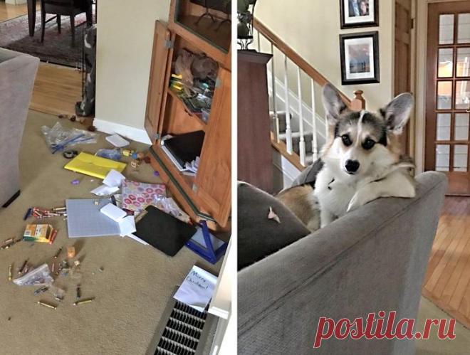 25 животных-шкодников, которых мы любим несмотря ни на что Многим хозяевам, кажется, впору уже писать книги или снимать сериалы о гениальных и очень смешных проделках их питомцев. Украденные мужские трусы и соседская обувь, разодранные рулоны бумаги, испорчен...