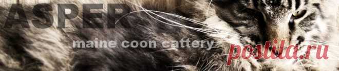 Натуральное кормление мейн куна -