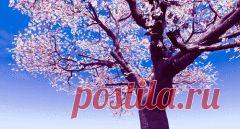 Зачем, когда и как белить деревья? | Растения