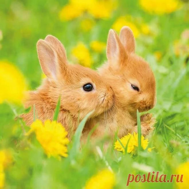 «Смотрите на все с Любовью, и вы увидите Любовь повсюду.» — карточка пользователя Анатолий Ф. в Яндекс.Коллекциях