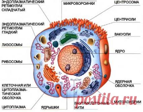 Строение клетки человека. Определения. Основа основ.