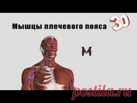 Мышцы плечевого пояса - детальный обзор 3д.