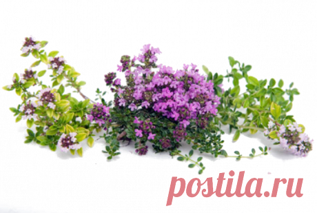 Целебные средства на основе чабреца.