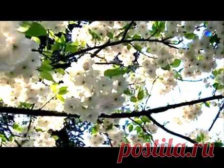 ▶ ♡ André Rieu - Nightingale Serenade