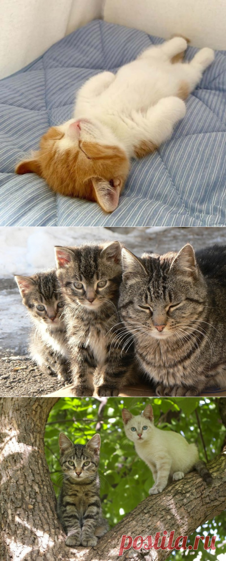 Почему кошки любят спать