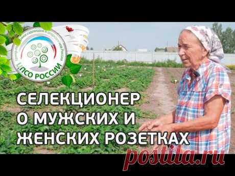 Селекционер о мужских и женских кустах клубники. Как определить стерильные сорта земляники.