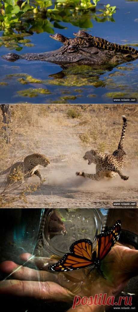 Лучшее фото января-2013 от канала National Geographic