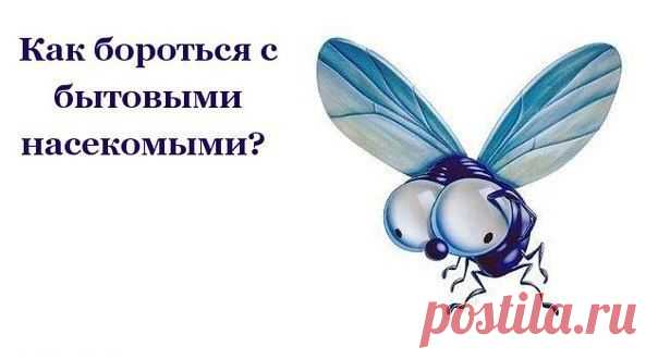 Как бороться с бытовыми насекомыми?
