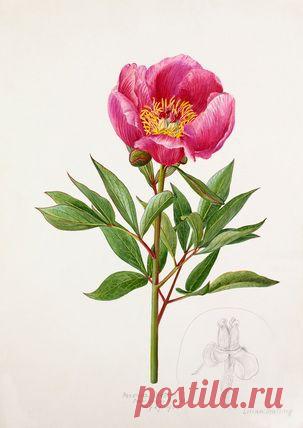 Найдено на сайте rhsprints.co.uk.