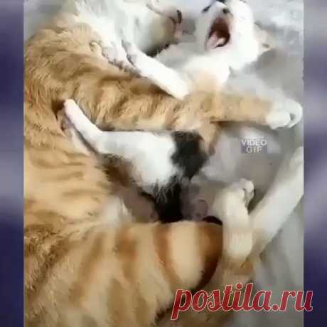 Когда очень любишь своё чадо