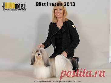 BICHON HAVANAIS Domare: DAN HELLE, DANMARK  C.I.B FI UCH KBH V-09 NO V-08 NORD UCH NORD V-10 BUENAZO'S VIKING Ägare: JERNBERG ANNA-KARIN, VÄSTRA FRÖLUNDA Uppfödare: KRÖNFORS CHRISTEL, FORSLUND ANETTE, KVIDINGE