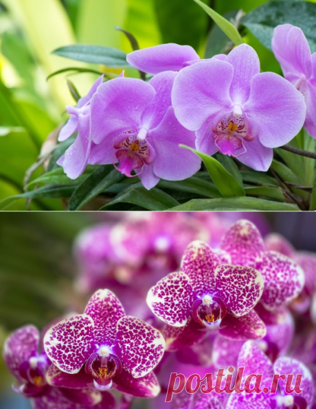 Come organizzare la cura per le orchidee: 5 consigli utili. Discussione sulla LiveInternet - Servizio russo diari online