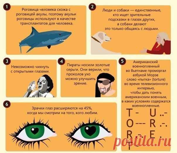 Интересные факты о наших глазах