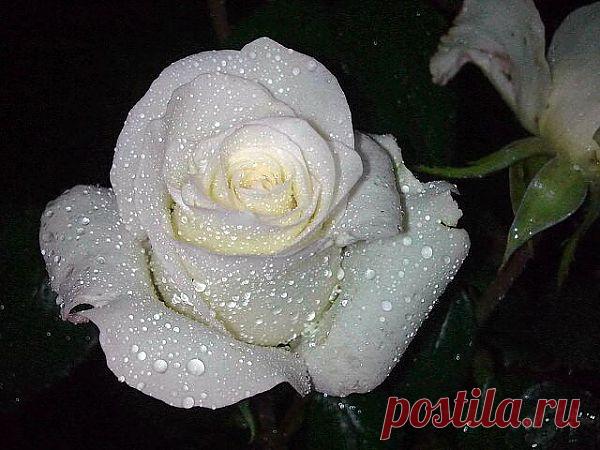 Одноклассники