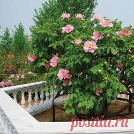 Хосты в ландшафтном дизайне