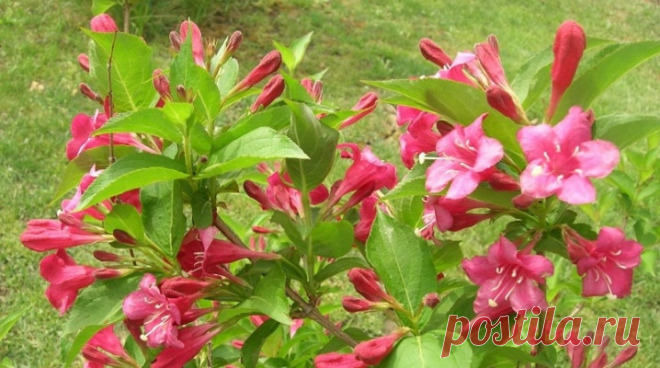 Вейгела «Бристоль руби» (33 фото): описание и выращивание сорта Bristol Ruby, посадка и уход за цветущей гибридной вейгелой