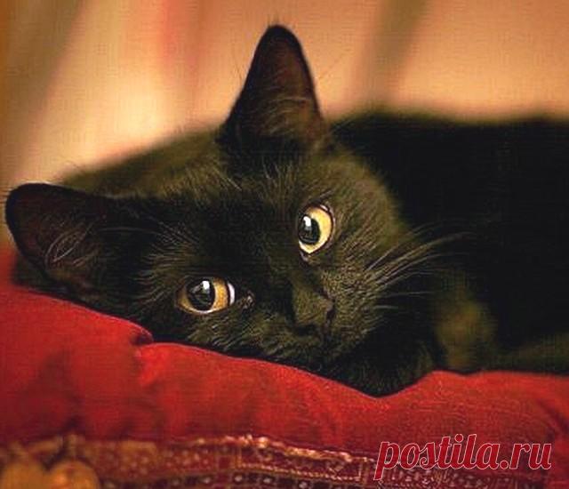 ШИКАРНЫЙ МОЙ БРЮНЕТ... | Уткнувшись носом в плед и выгнув спину
Так, словно никого на свете нет
Спит рядышком любимый мой мужчина,
Мой верный страж, шикарный мой брюнет...