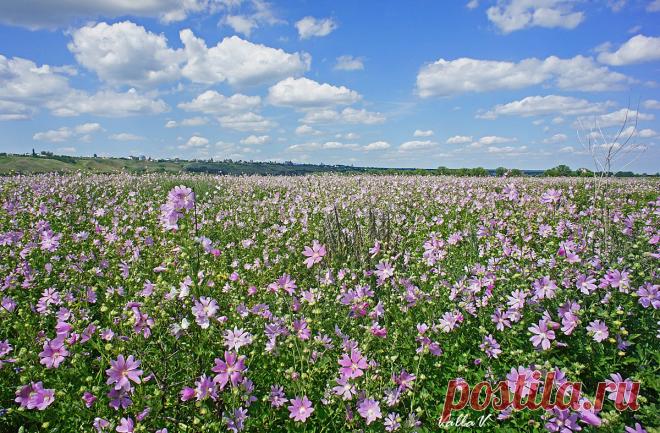 VallaV — «бескрайнее поле с мальвой (алтей лекарственный)» на Яндекс.Фотках