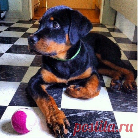 Ротвейлеры, которые просто хотят поиграть / Питомцы