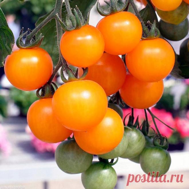 Как ухаживать за помидорами в открытом грунте Особенность томатов — развитая корневая система и крепкий стебель. Для успешного их выращивания необходимы тепло, регулярный полив, доступ свежего воздуха и питание. Наличие или отсутствие этих услови...