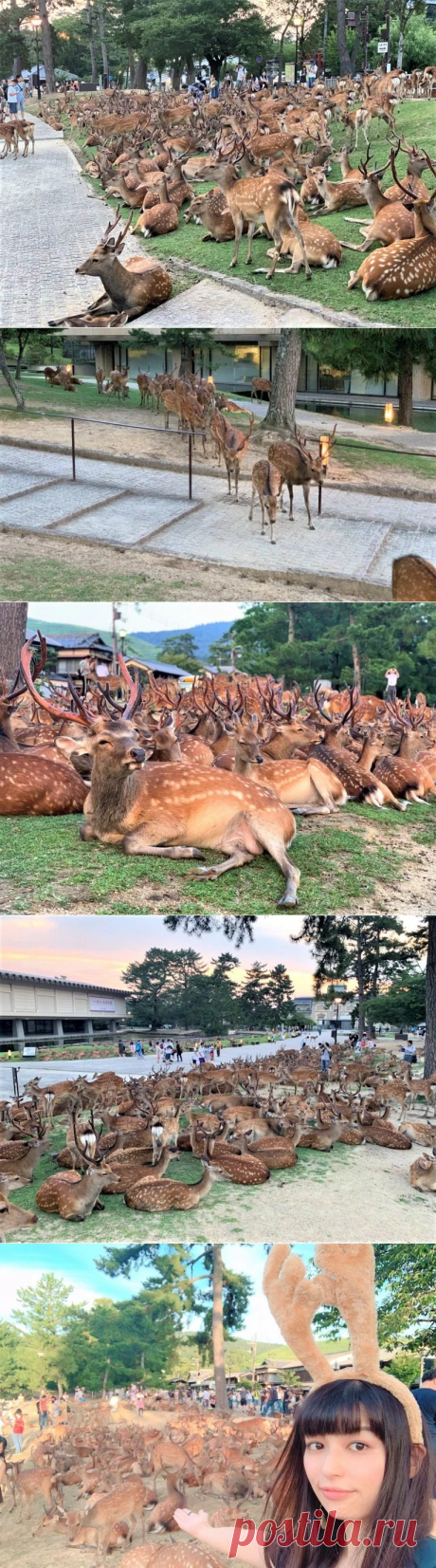 Нара: город оленей в Стране восходящего солнца / Туристический спутник