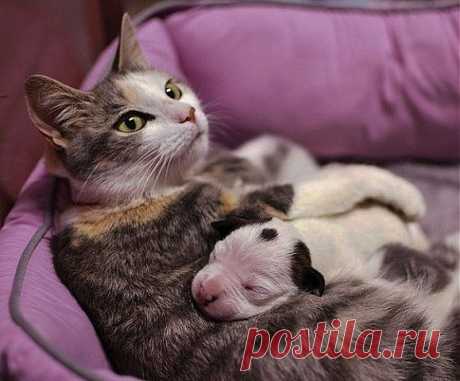 КОШКА УСЫНОВИЛА ЩЕНКА