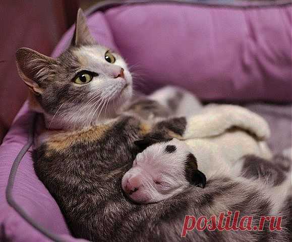 КОШКА УСЫНОВИЛА ЩЕНКА