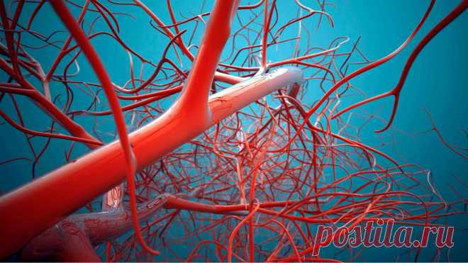 Как восстановить эластичность сосудов: народное средство, которое поставит на ноги Зябкость рук и ног, шум в ушах, головокружение и частые головные боли, реагирование на смену погоды – это все признаки потери эластичности сосудов.