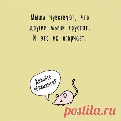 15 интересных фактов о животных, поданных оригинальным образом