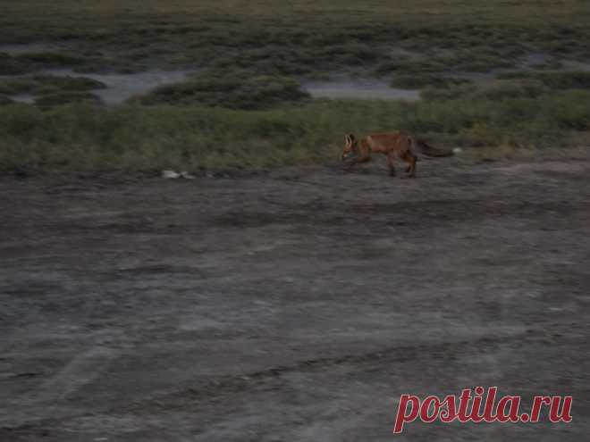 Это фото я сделала рядом с озером Эльтон, в Волгоградской области. Фотоаппарат у меня- цифровая мыльница , подкрадывалась ползком, чтобы сфотографировать, как она ловит сусликов на ужин себе...