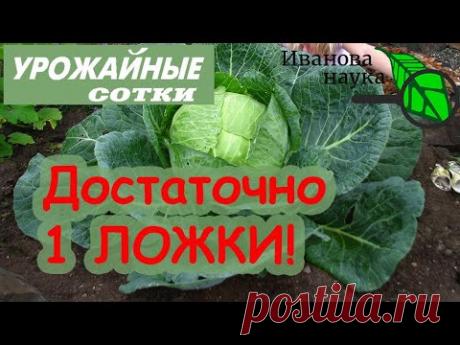 ПОДКОРМИТЕ ТАК КАПУСТУ и она будет крепкой и сочной! Понадобится всего 1 ложка на ведро!