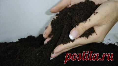 Червь старатель