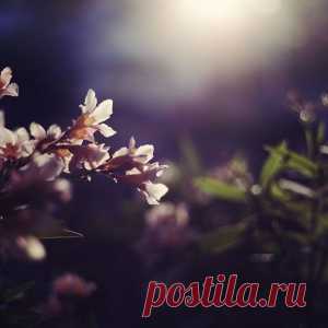 Благоухающие ночецветы
