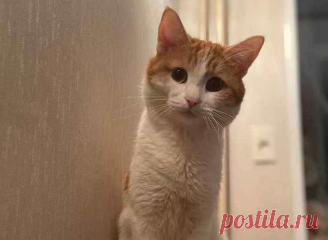 Выбросившую кота Твикса проводницу временно отстранили от работы. Об этом сообщили в РЖД.